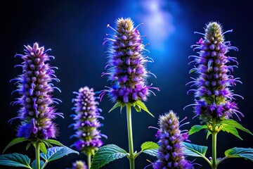 Obraz premium Night Photography of Agastache foeniculum, Aromatic Herb, Medicinal Plant, Violet-Blue Flowers, Giant Hyssop, Indian Mint, Blue Licorice, American Native