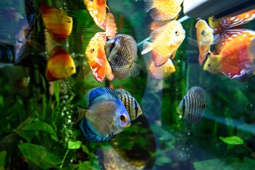 Vibrant aquarium fish in a freshwater habitat