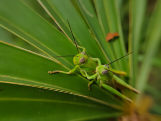 A pair of grasshoppers are mating on the leaves of a Chinese fan palm plant