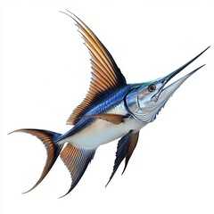 Sailfish on white Marlin fish, Sailfish, Marlin fish isolated on a transparent background