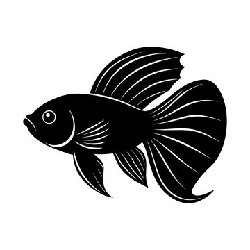 betta fiish on white background