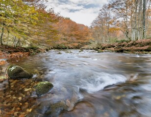 Rio en un bosque oto&ntilde;al, con cielo despejadao