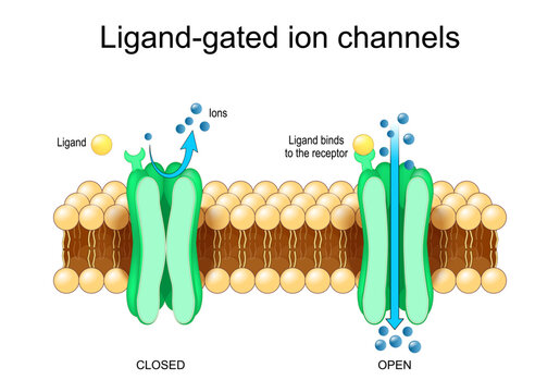 Ligand-gated ion channels