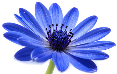 Obraz premium A blue flower isolated on white