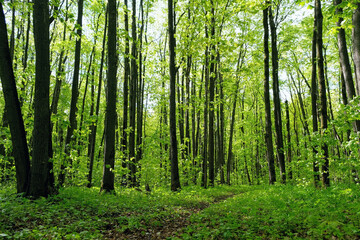 trees with young bright green foliage in forest, nature background. Beautiful spring-summer landscape with pathway in forest. environment, ecology concept.