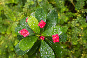 Closeup of orchid outside and isolated from the background