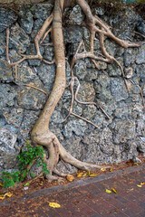 Cool roots growing over a stone wall