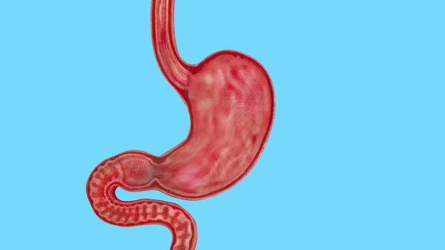 Human digestive system. The concept of diseases in the human stomach