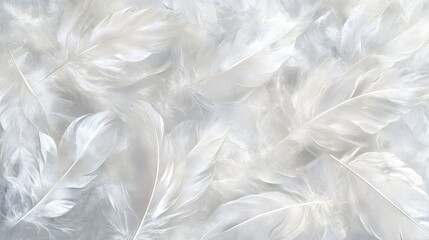 Fototapeta premium Delicate White Feathers Softly Arranged Together