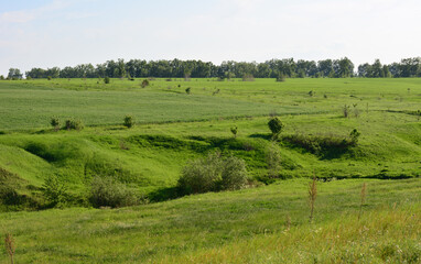 Serene Green Field Landscape with some trees in the background