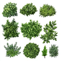 Obraz premium Lush Garden Bushes Vibrant Greenery
