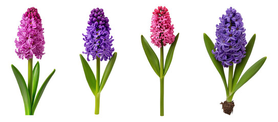 Fototapeta premium Purple and pink hyacinth flowers with green leaves, isolated on transparent background