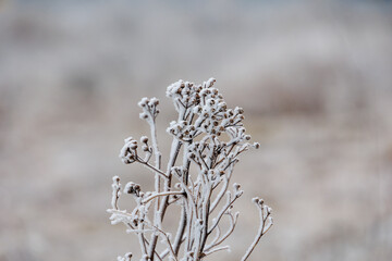 Plants covered in white hoarfrost in winter