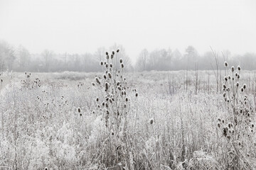 Plants covered in white hoarfrost in winter