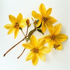 Fototapeta premium Yellow Garden Flowers White Background