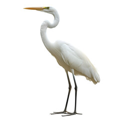 Obraz premium Elegant White Heron Bird Wildlife Photography Nature Image Isolated Background