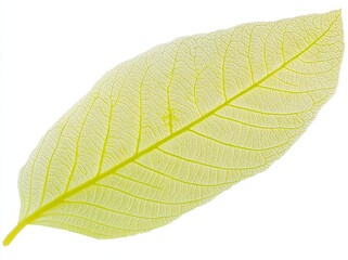 Fototapeta premium Macro photography capturing a leaf's intricate texture pattern and detailed background of veins and cells