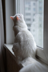 Fluffy white cat sitting on the windowsill, looking through window, summer time. Beautiful domestic white cat at home. Back side view