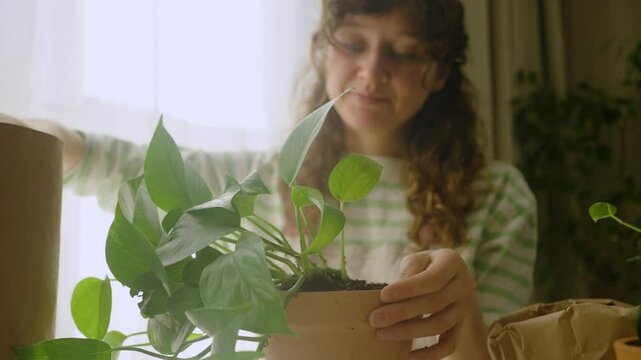 Home gardening sequence featuring young woman carefully repotting vibrant pothos plant within sunlit interior, transferring green leafy houseplant into terracotta container near bright window