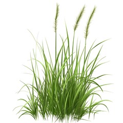 Obraz premium Vibrant Green Grass on White Background