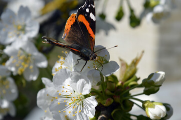 Multicolored transgender butterfly sits on cherry blossoms