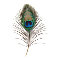 Obraz premium Vibrant Peacock Feather Exotic Bird Plume Detailed Macro Shot Nature Beauty Isolated o