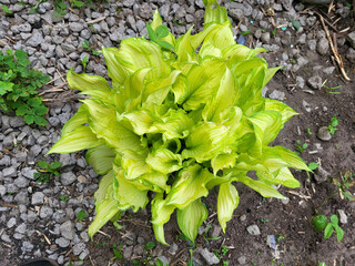 Hosta fortune Albopicta is a genus of perennial herbaceous plants in the Asparagaceae family
