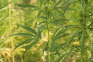 Seeded thickets of industrial hemp. Background image.