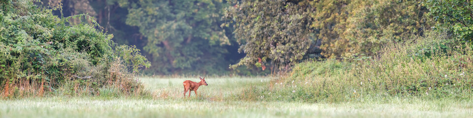 young roe deer buck walking in an open space between two hedgerows. Capreolus capreolus, Touraine,...