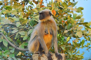Monkey in jungle in wildlife reserve 