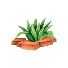 aloe vera plant isolated on white