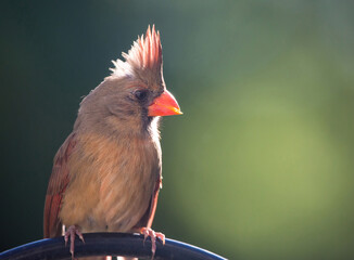 Female Northern Cardinal in Isolation