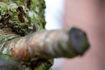 Obraz premium close up of a weird tree&nbsp;knot