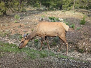 Female elk grazing on grassy hillside at Grand Canyon National Park