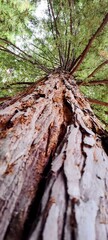 Close-up of peeling tree bark and decaying wood texture