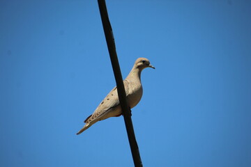 ave avoante - Zenaida auriculata