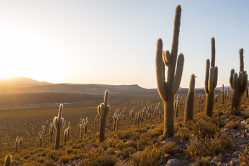 Cactus in Chile