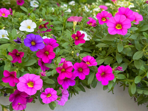 Beautiful mini petunias calibrachoa parviflora.