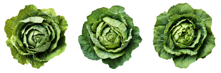 Obraz premium A Set of Fresh Organic Cabbage with Rich Green Leaves Ready for Healthy Meals Isolated on Transparent Background