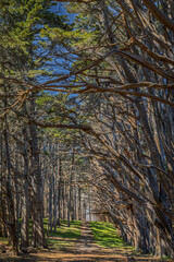 A path runs in Seal Cove Cypress Tree Tunnel in Moss Beach, Northern California