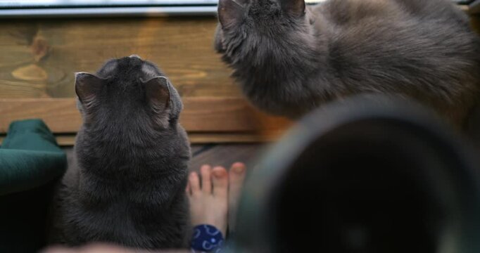 Soft gray british shorthair and nebelung cats resting near child's bare feet, sharing quiet morning moment with curious gaze on wooden porch. Cozy place for triple coffee with cats at your feet 