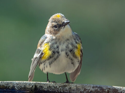 Closeup of a Yellow-Rumped Warbler