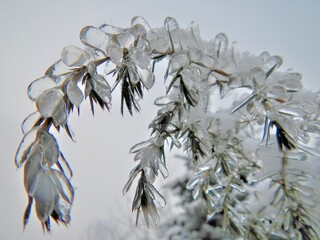 Coniferous branches of always green Juniper tree covered transparent ice and snow after rain in frosty winter weather - close up. Topics: vegetation, frost, climate, sub-zero temperatures, cold
