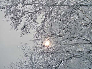 Dark branches of Alder tree with female alder catkins covered transparent ice and snow after rain and grey sky with sun in frosty winter weather. Topics: vegetation, frost, climate, sub-zero