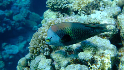 Slingjaw wrasse (Epibulus insidiator) undersea, Red Sea, Egypt, Sharm El Sheikh, Montazah Bay