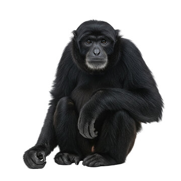 Portrait of a black siamang monkey sitting, front view, isolated on white background