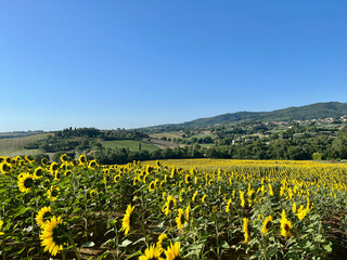 Obraz premium A field of sunflowers. Blue sky. The vicinity of cities Cetona and Piazze. Tuscany, Siena