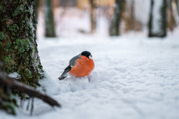 Bullfinch perched on snowy ground in winter forest. Winter wildlife concept