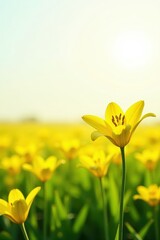 Fototapeta premium Sunny field with isolated bright yellow lily on white background, sunshine, flowers, nature