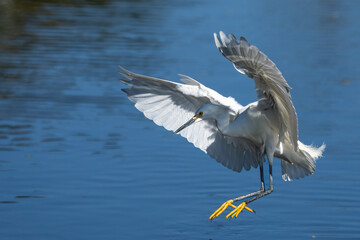 Snowy egret landing